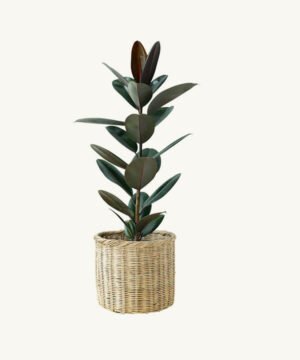 Rubber plant