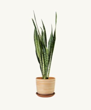 Snake plant