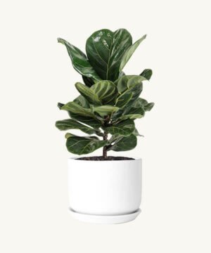 Fiddle leaf fig