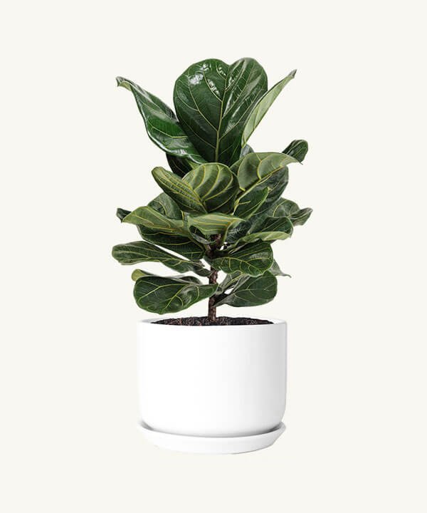 Fiddle leaf fig
