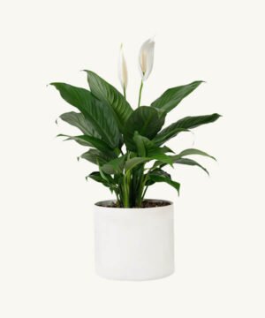 Peace lily