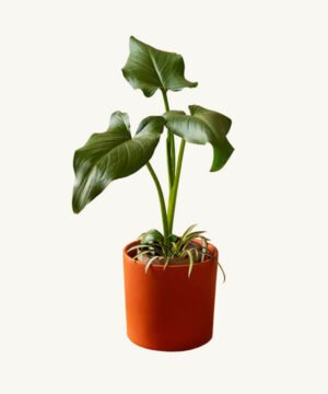 Corcho para plantas