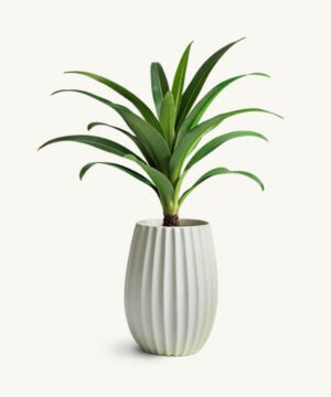 Spider Plant