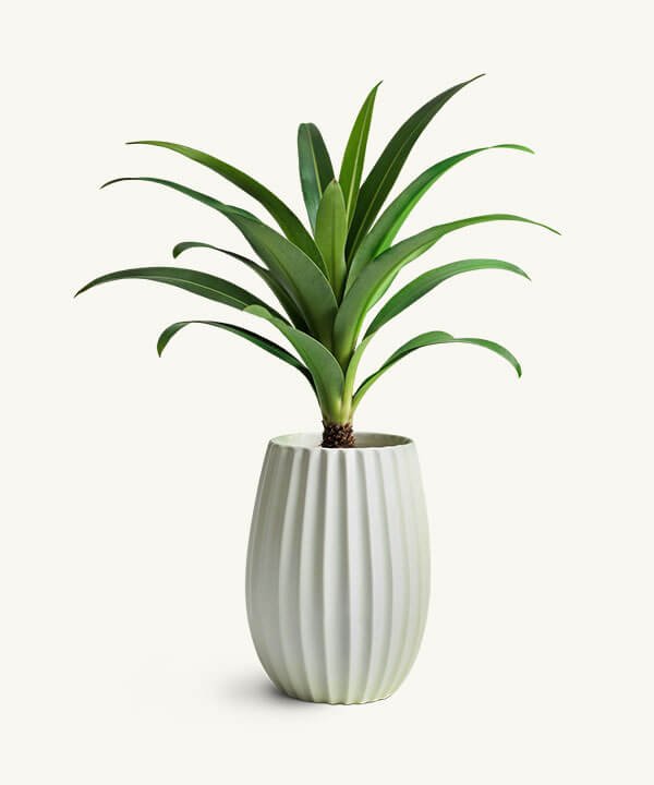 Spider Plant