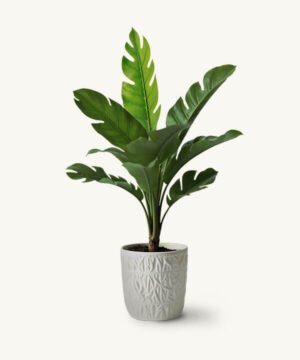 Ekhasa Monstera